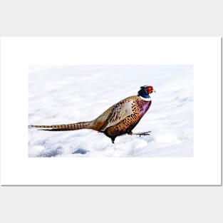 Pheasant in Winter. Posters and Art